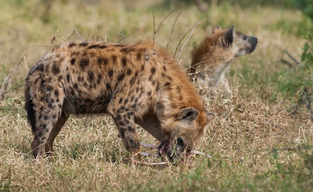 Hyena die Kruger Nationaal Park Zuid-Afrika eet