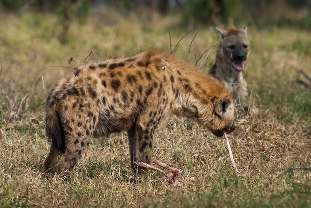 Hyena die Kruger Nationaal Park Zuid-Afrika eet