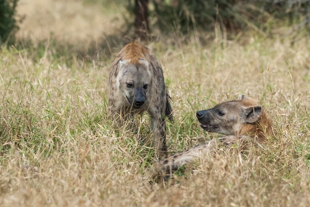 Hyena die Kruger Nationaal Park Zuid-Afrika eet