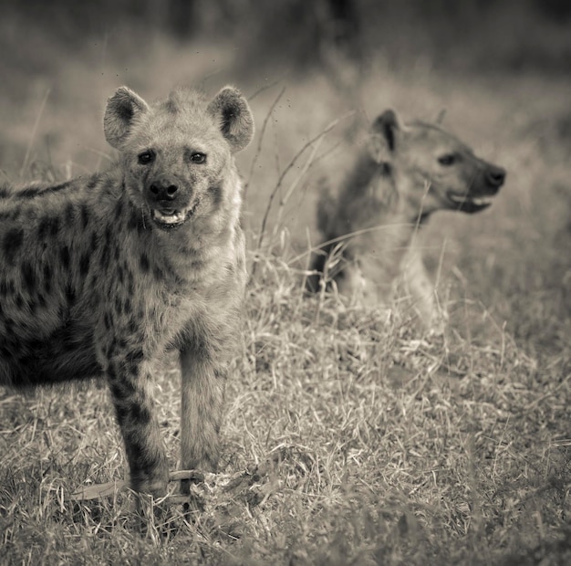 Hyena die Kruger Nationaal Park Zuid-Afrika eet