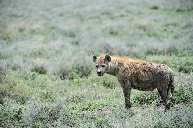 Hyena die op grasland staat