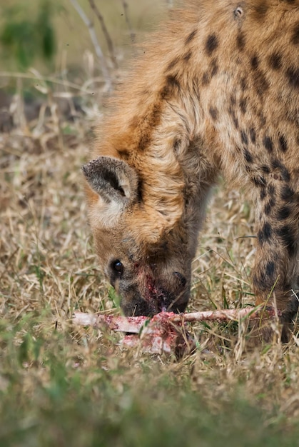 クルーガー国立公園南アフリカを食べるハイエナ