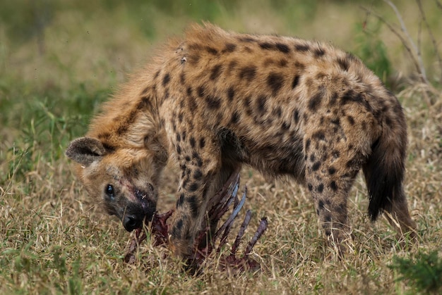 Hyena eating Kruger National Park South Africa