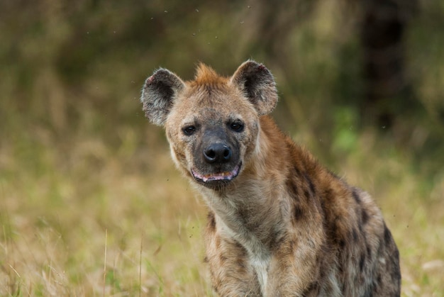 Photo hyena eating kruger national park south africa