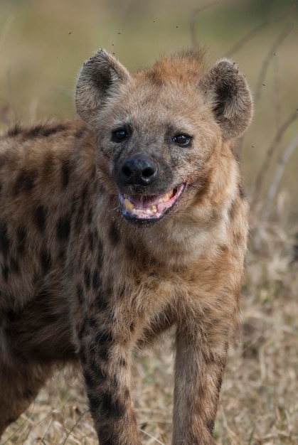 Foto iena che mangia kruger national park sud africa