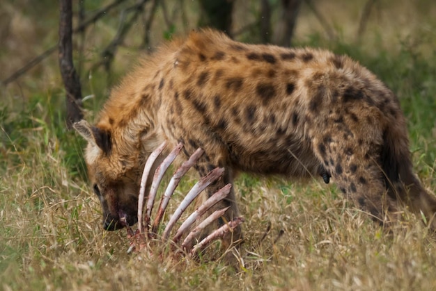 Hyena eating Kruger National Park South Africa