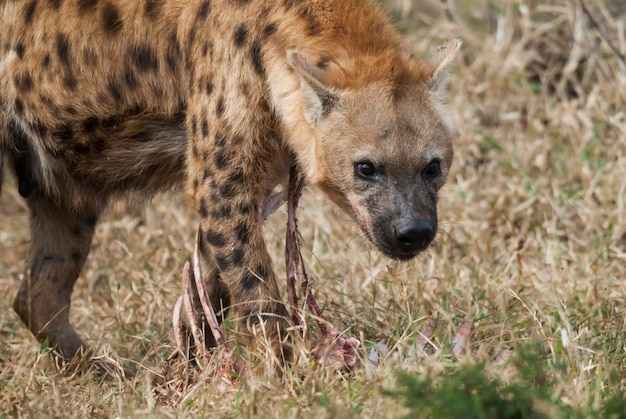 クルーガー国立公園南アフリカを食べるハイエナ