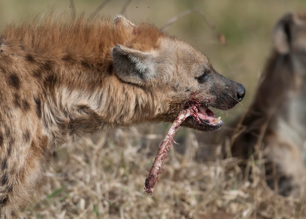 Foto iena che mangia kruger national park sud africa