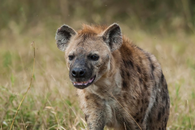 Hyena eating Kruger National Park South Africa