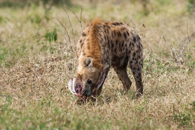 クルーガー国立公園南アフリカを食べるハイエナ