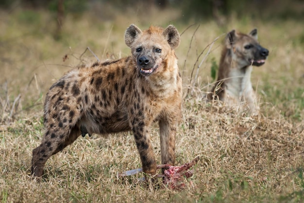 クルーガー国立公園南アフリカを食べるハイエナ