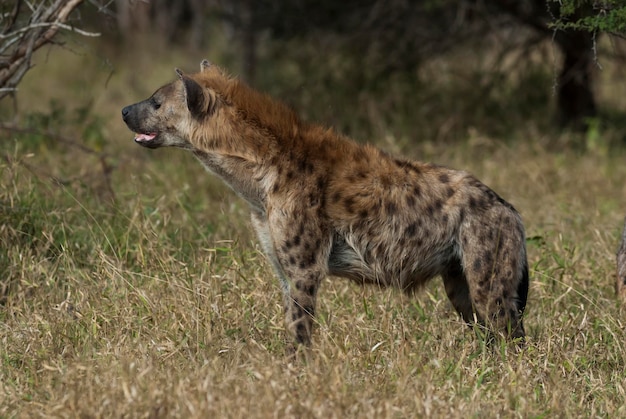 クルーガー国立公園南アフリカを食べるハイエナ