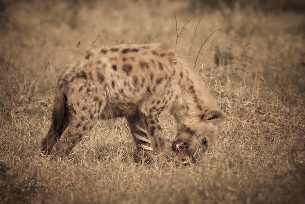 Hyena eating Kruger National Park South Africa