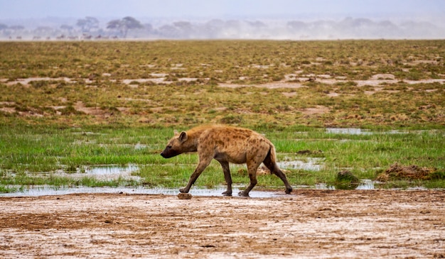 Hyena in Amboseli National Park - Kenia