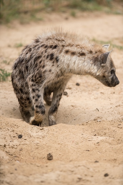 Hyena in het zand