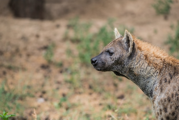 An hyena is looking