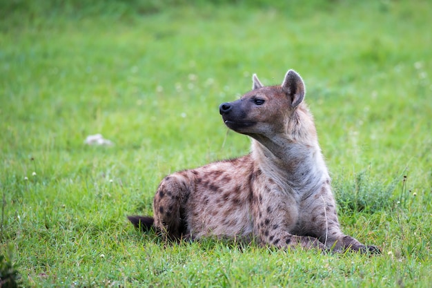 The hyena is lying in the grass in the savannah in Kenya