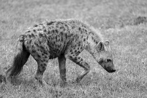 Hyena loopt in de savanne op zoek naar voedsel