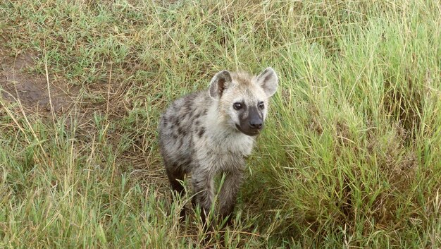 Foto hyena op het grasveld