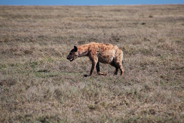 Hyena op safari in Kenia en Tanzania, Afrika