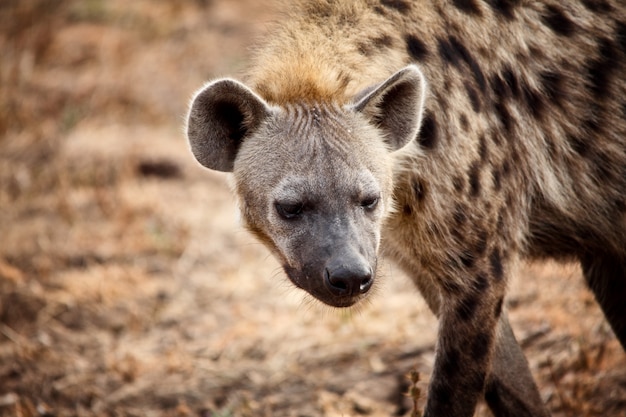 Hyena-portret