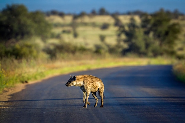 Photo hyena on road at national park