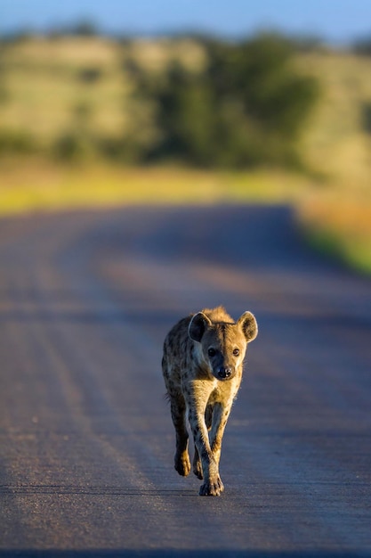 Hyena on road at national park