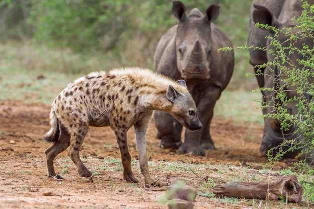 Hyena's en neushoorns op het land in het bos