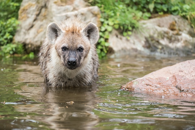 Hyena&#39;s in het water spelen