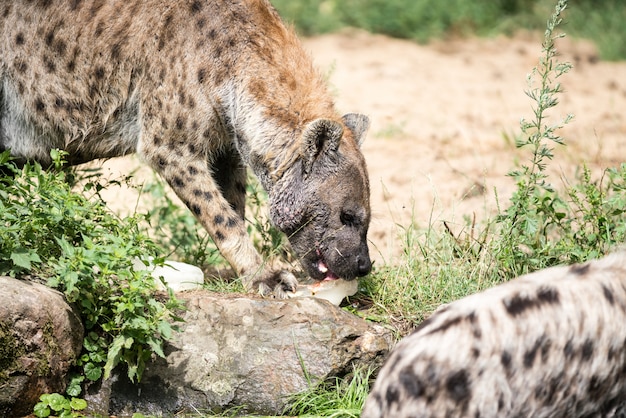 Hyena's met ijs spelen