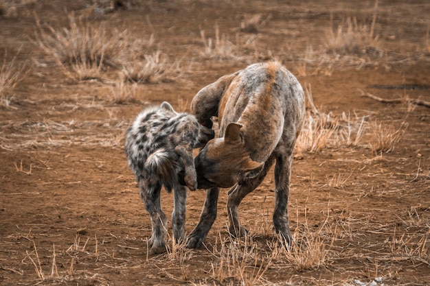 Hyena's staan op het land.