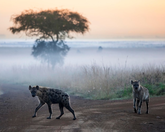 Hyena's voor zonsopgang