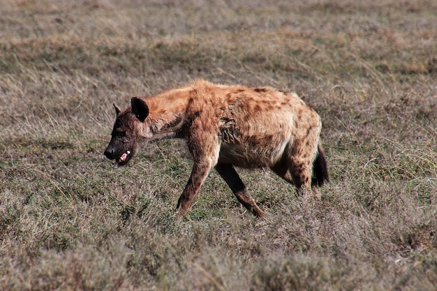 Hyena on safari in Kenia and Tanzania, Africa