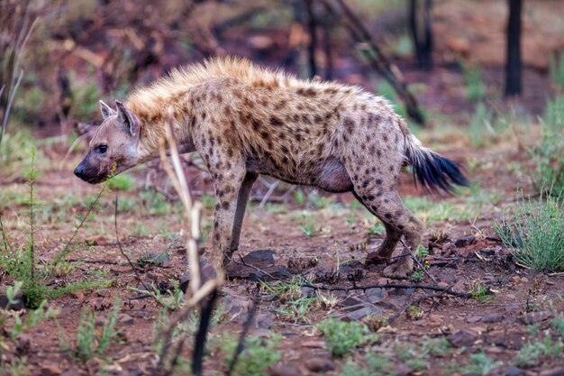 Foto hyena staat op het veld in het bos.