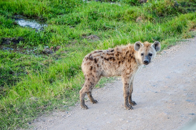 하이에나는 사바나에 서서 Amboseli 국립 공원 케냐 아프리카를 정찰합니다.