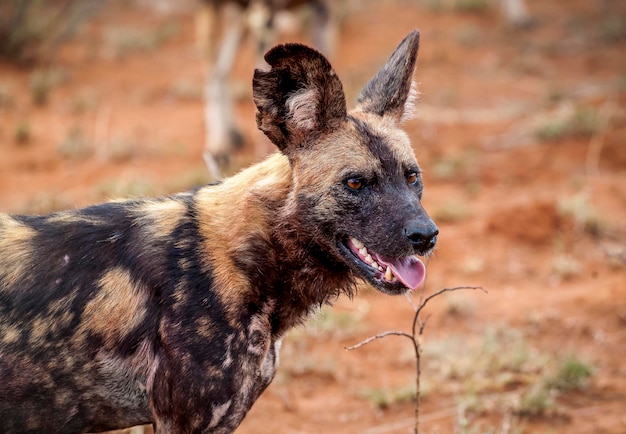 Foto hyena steekt haar tong uit in het bos.