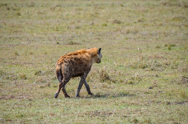 Hyena walking in the savannah Masai Mara National Park Kenya Africa