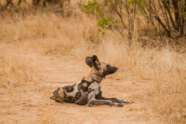 Foto hyena zit op het veld in het bos