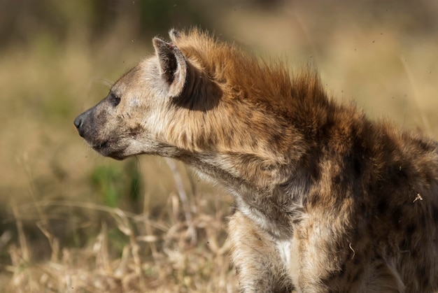 Hyena Zuid-Afrika