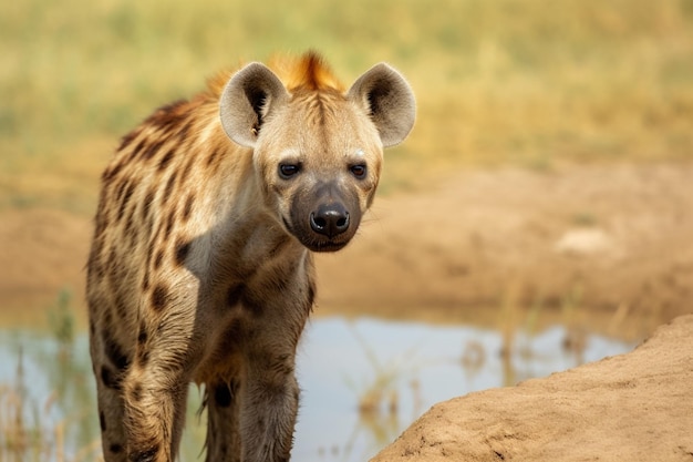 hyena