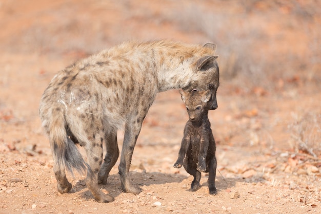 Hyenapup in de wildernis