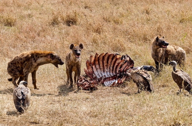 Foto iene mangiare animali morti nel parco nazionale del serengeti in tanzania