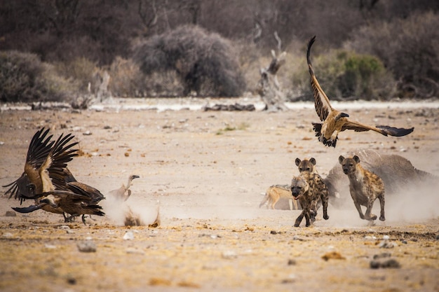 Photo hyenas and vultures on landscape