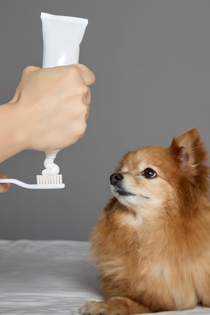 Hygienic procedure for cleaning teeth is to be performed by furry dog in clinic