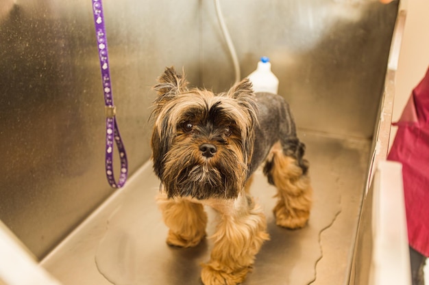 Hygienic treatment for cute little yorkshire terrier puppy in grooming salon in vet clinic Funny small dog after grooming is waiting patiently for washing standing in large bathtub