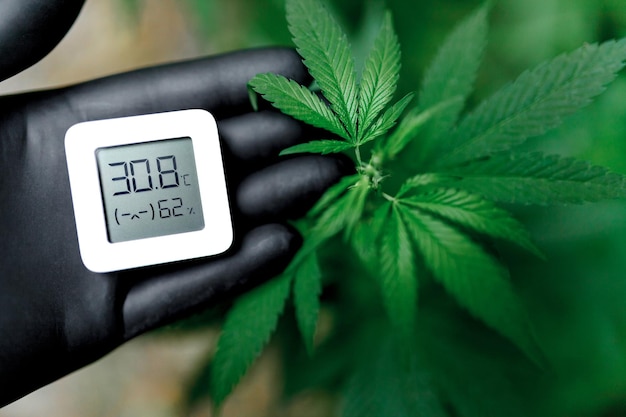 Hygrometer, thermometer die wordt gebruikt om de groei en ontwikkeling van medicinale cannabis, marihuana te volgen. hand houdt een elektronisch apparaat vast voor het meten van vochtigheid en temperatuur op cannabisplantages