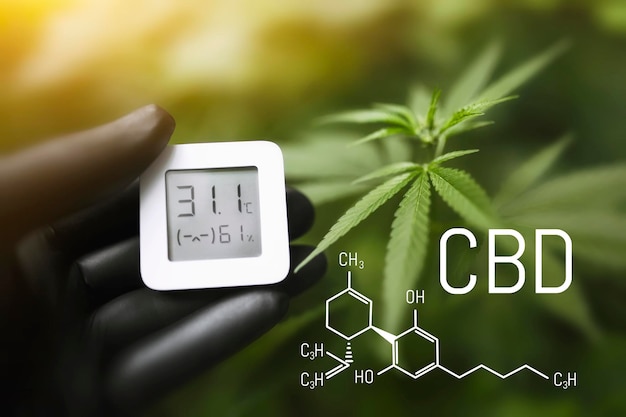 Hygrometer-thermometer die wordt gebruikt om de groei en ontwikkeling van medicinale marihuana te volgen. Cannabis CBD-formule, wiet kweken en vochtigheid en temperatuur meten