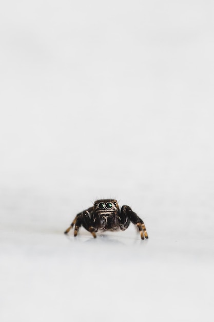 Hyllus semicupreus jumping spider piccolo ragno saltatore