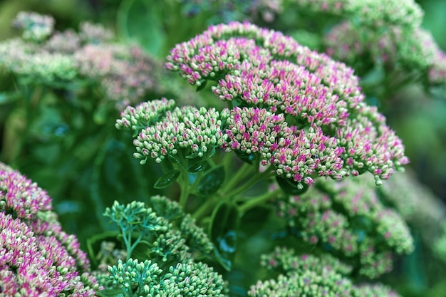 中国と韓国原産のベンケイソウ科ベンケイソウ科のHylotelephiumspectabile（Sedum spectabile）顕花植物