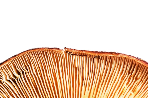 Hymenophore of agaric edible mushroom closeup view